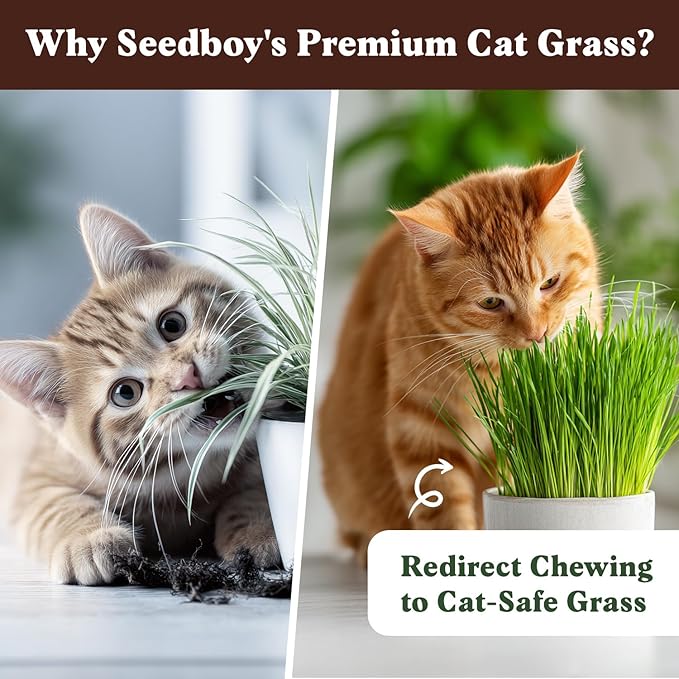 Seedboy Organic Cat Grass Seeds for Planting, Non-GMO Wheat, Oat, Rye, and Barley Pet Grass Seeds for Indoor Cats (16 oz)