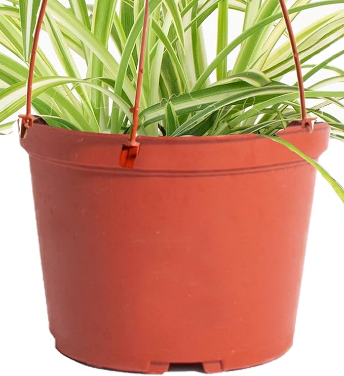 Shop Succulents Spider Plant, Hanging Live Indoor Plant, Easy Care Hanging Trailing Houseplant in Nursery Pot, Air Purifying Plant in Soil, Housewarming, Home Décor, Trails 2-3 Feet