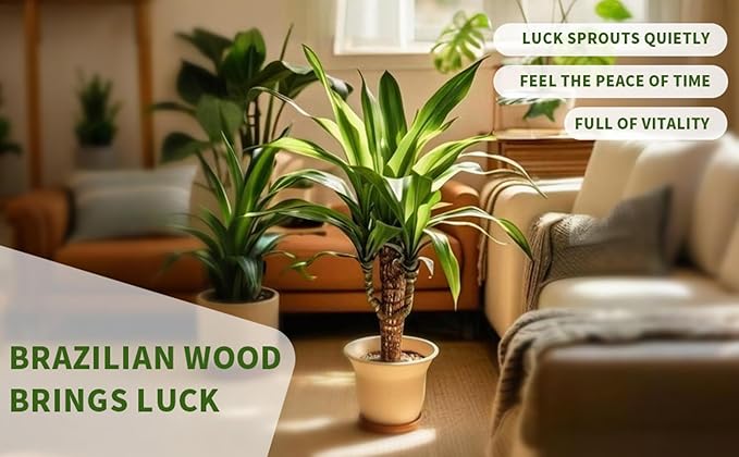 Brazilian Lucky Tree Plants, Bamboo and Trays, Small Plant desks, Good Luck Offices, Kitchens, Living Rooms, Home Decorations, Brazilian Lucky Tree