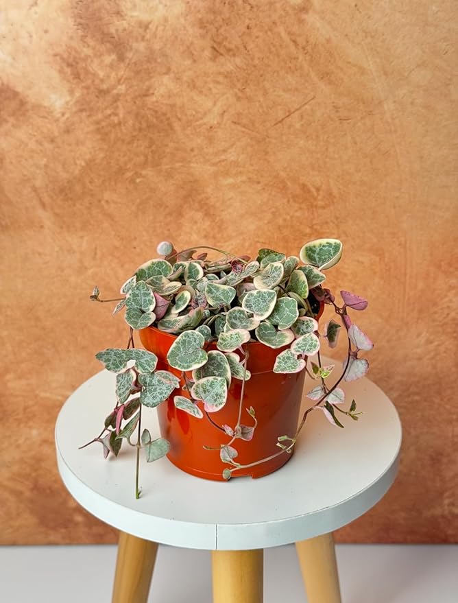 Variegated String of Hearts Live Plant - Trailing Succulent Plants, Real Indoor House Plants, Succulent Plants for Indoor Decor, Live Houseplants, Perfect Live Succulents