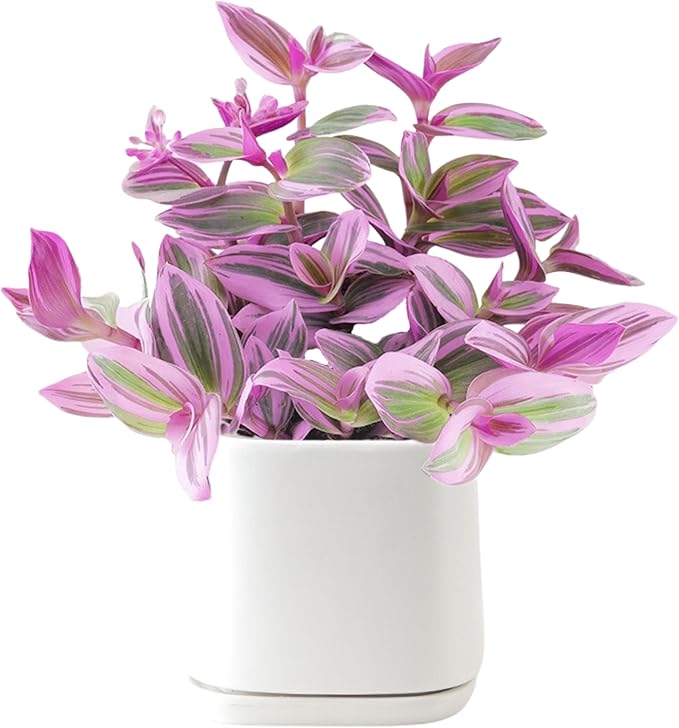 Dr. Lu’s Organic Pink Wandering Jew Live Plant | Rare Tradescantia Nanouk | Rooted House Plants | Easy Grow Indoor Plants | 4'' Nursery Pot