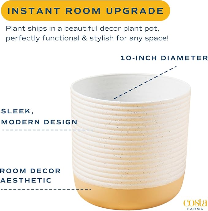 Costa Farms Ficus Audrey Tree Live Plant | 3-4 Ft. Tall Floor Plant | 10-Inch Minimal Decor Pot | Easy to Grow Houseplant & Air Purifying Room, Office, and Home Decor