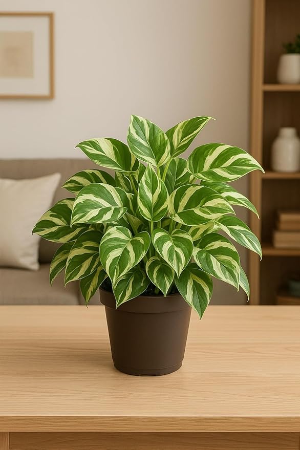 N'Joy Pothos – Live Starter Plant in 2 Inch Pot - Air Purifier Plant to Make Your House Healthier