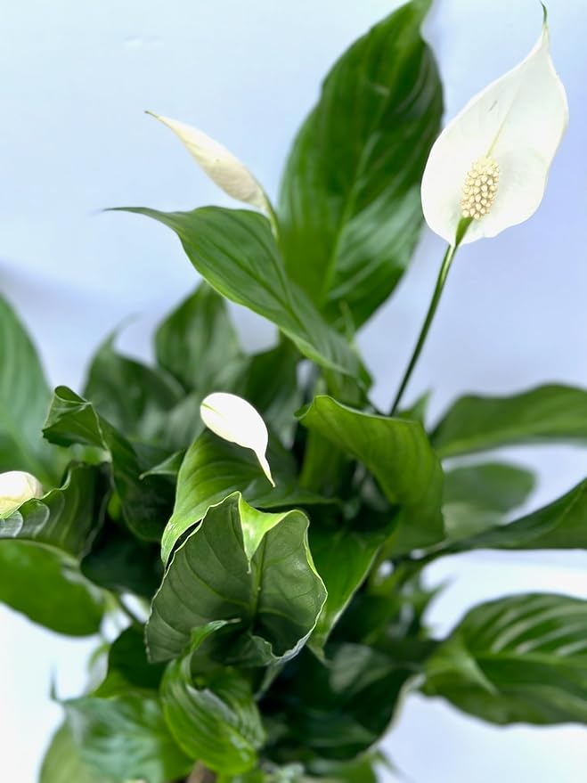 Spathiphyllum Peace Lily Plant, 6 Inch Pot, 14-18 Inches Tall, Gifth. Office Decor, Home Decor. Spathe Flower, White Sails