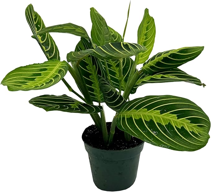 Live Lemon-Lime Prayer Plant - ‘Lemon-Lime Maranta’ Maranta leuconeura - ragnaroc Tropical Plant 7-12” Tall - 1ct - Live Arrival Guaranteed - House Plants for Home Decor & Gift