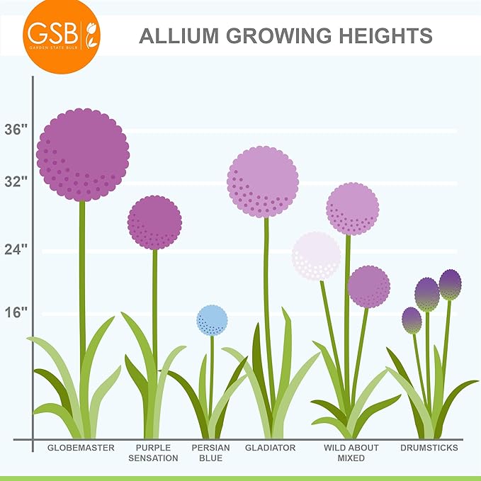 Garden State Bulb Gladiator Allium Flower Bulbs, 18cm, Fall Planting (Bag of 30)