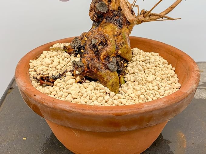 Premium Lychee Potting Soil Mix - Perfect Balance of Nutrients, Drainage, and Aeration for Thriving Lychee Trees - 5 Quart