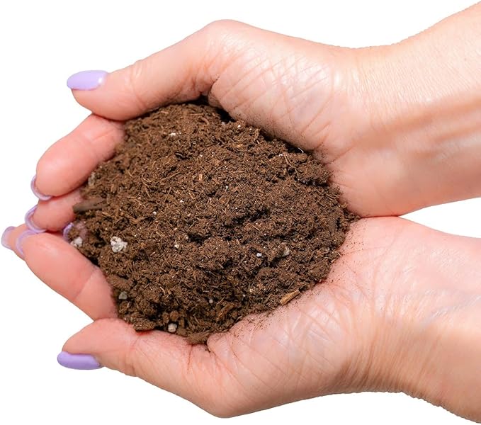 Money Tree Potting Soil Mix for Planting or Repotting Guiana Chestnut, Soil Blended to Properly Grow Money Tree Plants (2 Quart Bag)