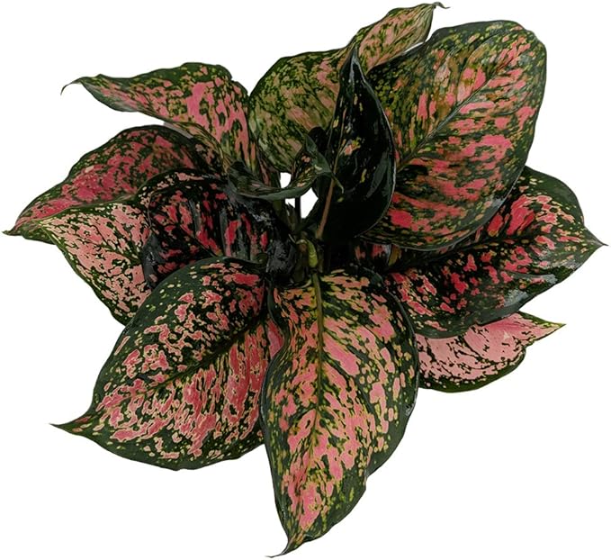 Red Valentine Chinese Evergreen Plant - Aglaonema - Grows in Dim Light - 6" Pot