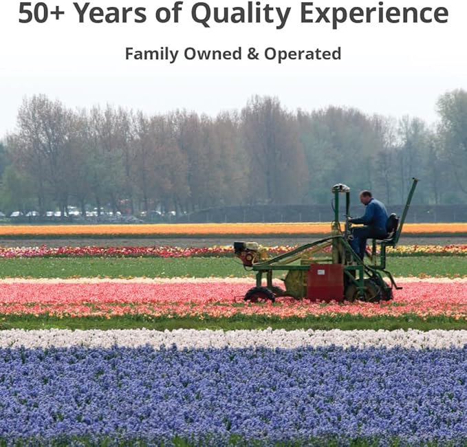 50 Mixed Hyacinth Bulbs – Fragrant Spring Flowers in Assorted Colors – Ideal for Beds & Containers – Bulk of Spring-Blooming Flowers – Easy Fall Planting - Plant in Gardens & Borders - Willard & May