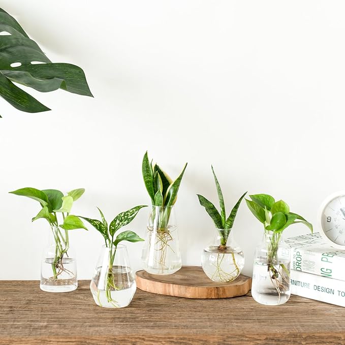 Mkono Propagation Vases for Plants, Set of 5 Small Glass Jar Planters for Hydroponic Cutting Flowers, Plant Station Bud Vases for Centerpieces Home Office Decor Gift