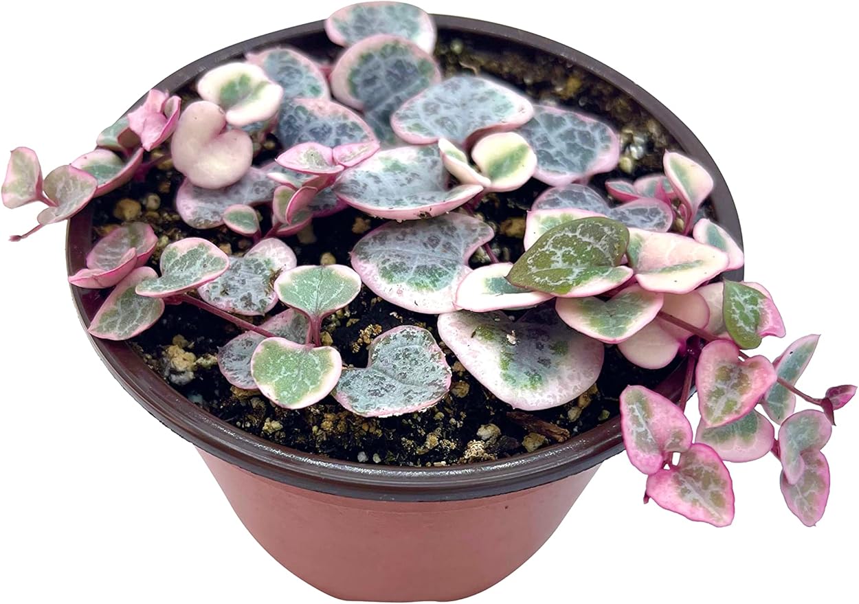 Live Succulent 4" Variegated String of Hearts, Succulents Plants Live, Succulent Plants Rooted, Hanging House Plant for Home Office Decoration, DIY Projects Party Favor Gift by The Succulent Cult