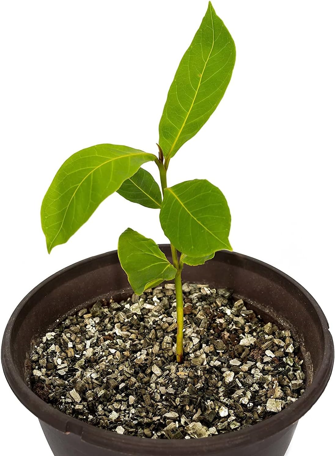 House Plant and Tropical Plant Potting Soil - Re-Potting Soil for All Types of Indoor House Plants - 4 Quart Bag