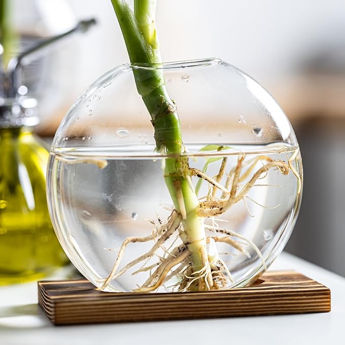 Glass Planter Propagation Station with Wooden Base - Clear Oblate Hydroponic Vase, Decorative Desktop Flower Vase for Home, Office, Windowsill - Gift for Plant Lovers (4)