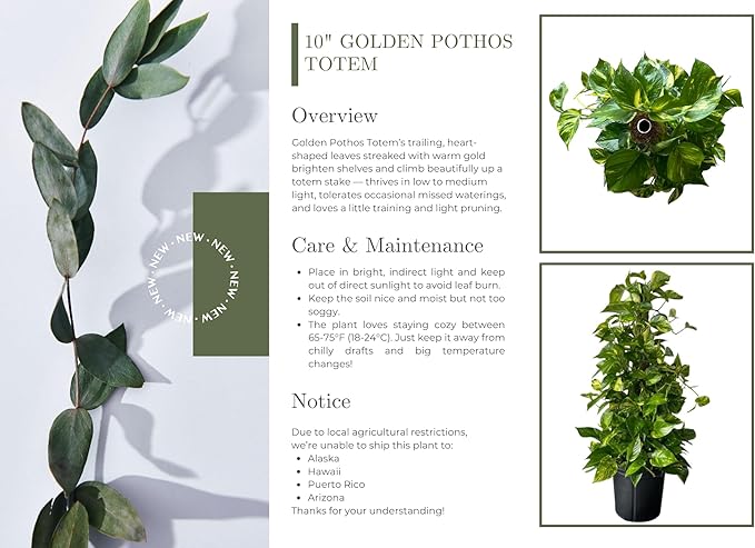 Golden Pothos Totem Live Plant - 10-inch Grower Pot, Indoor/Outdoor