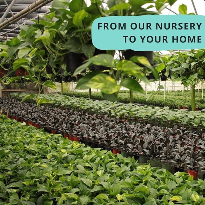 Calathea Assorted 4" pots: Grower's Pick, Indoor Plants, Easy Care Houseplant, Starter Plant,Live Indoor, Easy to Grow - Beginner Plant by Coollectiveplants (6 Pack)