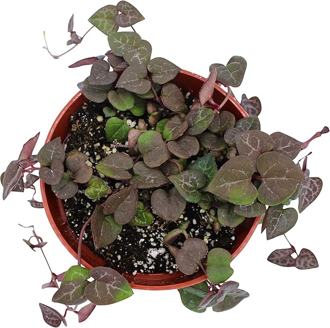 Live Succulent 4" String of Hearts, Succulents Plants Live, Succulent Plants Fully Rooted, Hanging House Plant for Home Office Decoration, DIY Projects, Party Favor Gift by The Succulent Cult