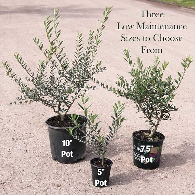 American Plant Exchange Arbequina Olive Tree – Live 5-Inch Pot, Fruit Bearing Tree, Cold Hardy Edible Variety for Containers, Patios, and Mediterranean-Inspired Gardens