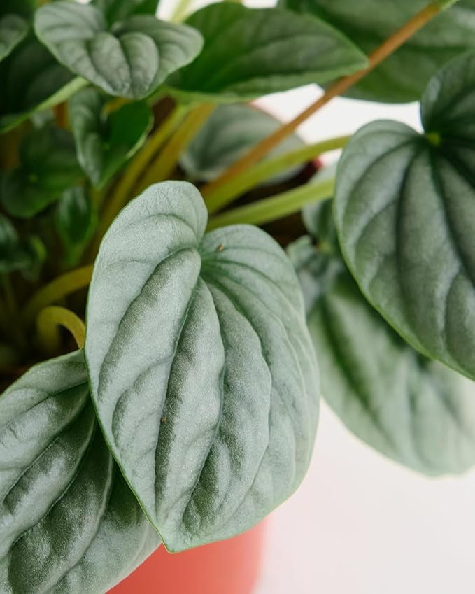 Shop Succulents Peperomia Frost, Live Indoor Plant, Low Maintenance Compact Houseplant with Striking Silver-Gray Leaves, Ideal for Home Decor, Office, and Room Enhancement, 6 Inch Nursery Pot