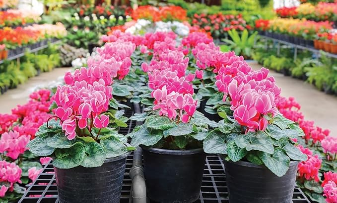 Premium Cyclamen Potting Soil Mix - Perfect Balance of Nutrients, Drainage, and Aeration for Thriving Blooms - 2 Quart