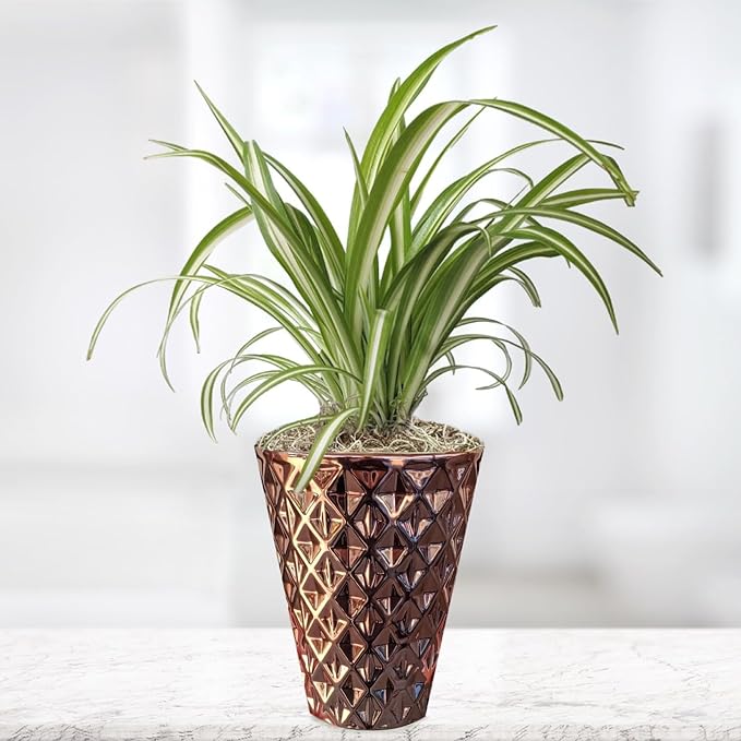 Easy to Grow Spider Plant Variegated - 1 Potted Houseplant Placed in a Rose Gold Color Vase Pot, Low-Maintenance Indoor Outdoor