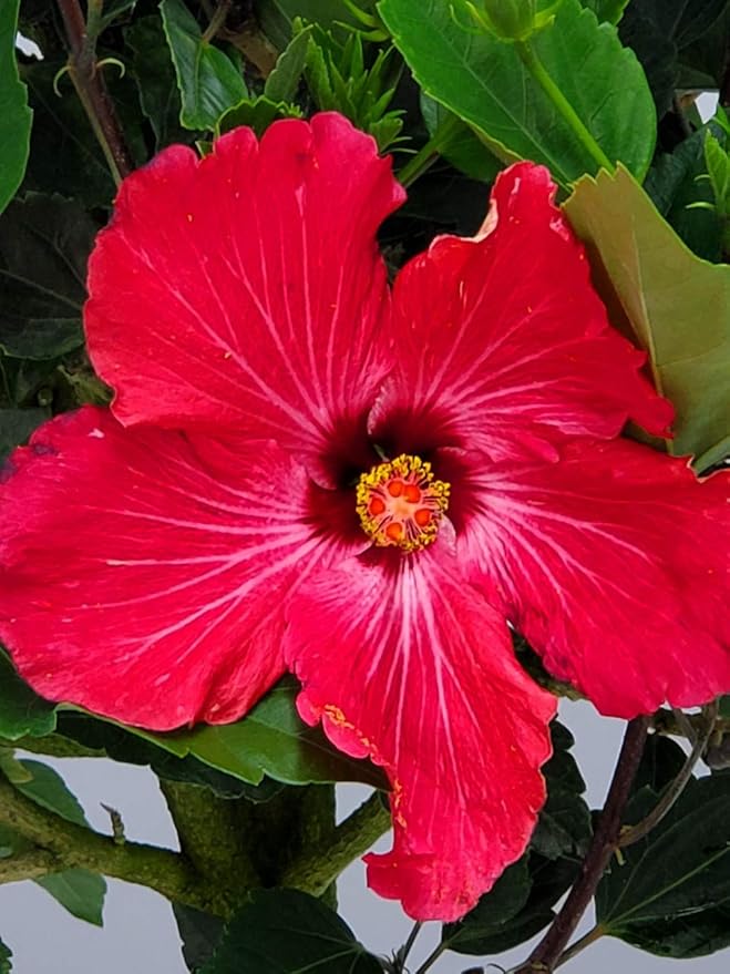 Hibiscus Tree Live - Pink Flowers - Tropical Plants of Florida - Overall Height 38" to 44" (Plant in Growers Pot)