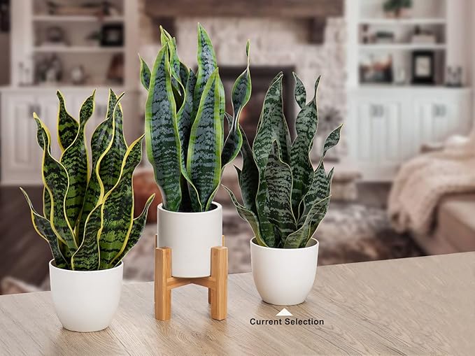 Hollyone Artificial Snake Plant Potted Faux Sansevieria Trifasciata Plants, 16.5" Tropical Fake Snake Plants in White Pots for Home Office Desk Outdoor Décor Housewarming Gift