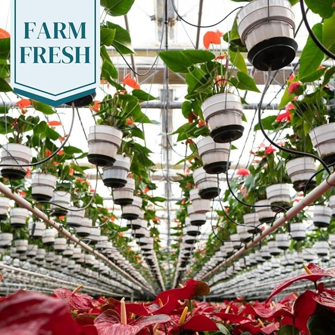 Vibrant Large Anthurium Live Plant — Indoor Flowering House Plants for Live Houseplants, Air Purifying Real Plants, Colorful Anthuriums Live Indoors, Perfect Live Indoor House Plant