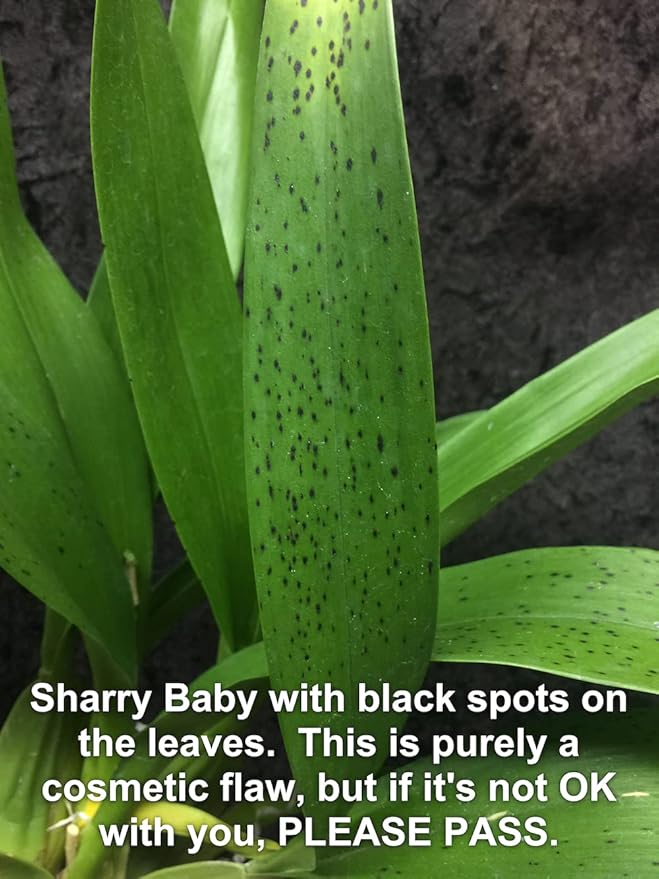 Oncidium Sharry Baby - Chocolate Fragrance Very Popular, Easy to Grow and Bloom (NOT in-Bud/Bloom When Shipped)
