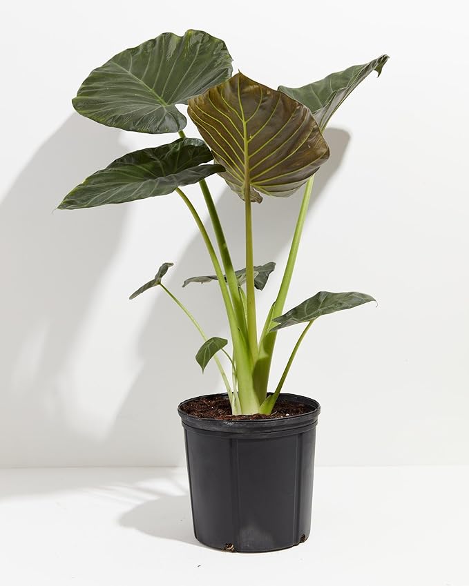 Premium Happy Plant Potting Soil Mix - Optimal Nutrient-Rich Blend for Thriving and HIGH-Yield Herbal Plants - 20 Quart