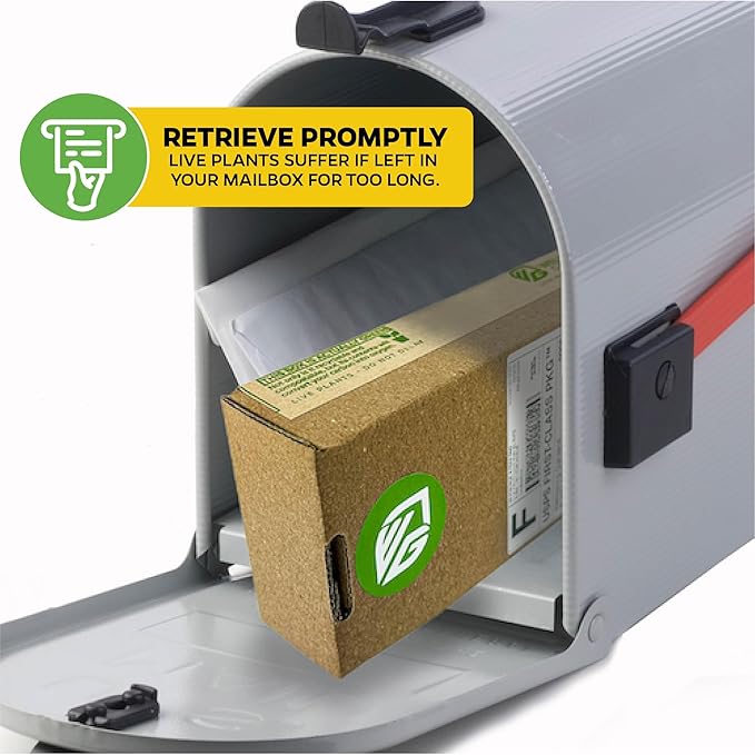 White Bird of Paradise Live Plant - Strelitzia Reginae - Wellspring Gardens - Tropical Flowering Perennial, Exotic Indoor/Outdoor Houseplant, Easy Care, Low Maintenance Starter Plant