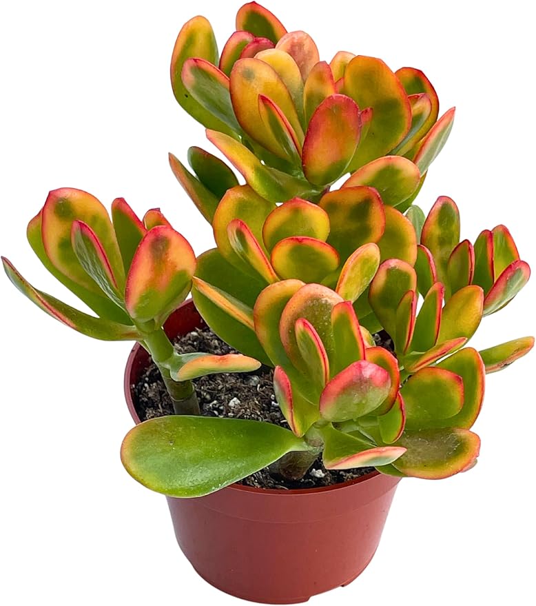Live Succulent 4" Crassula Sunset Jade, Succulents Plants Live, Succulent Plants Fully Rooted, Rare House Plant for Home Office Decoration, DIY Projects by The Succulent Cult