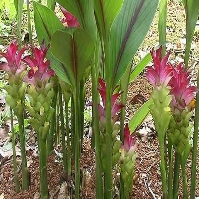 Premium Live Black Turmeric (Curcuma caesia) Plants - Rare Herbal Medicinal Plant, Perfect for Home Gardens (2 Black Turmeric Cups)