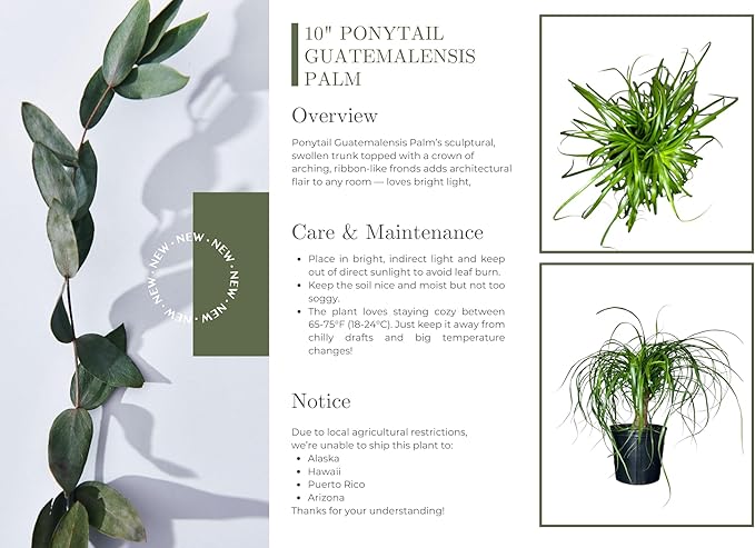 Ponytail Palm ‘Elephant’s Foot’ – 10 Inches Grower Pot – Live Indoor/Outdoor Drought-Tolerant Plant – Air Purifying, Easy Care Houseplant for Home Décor