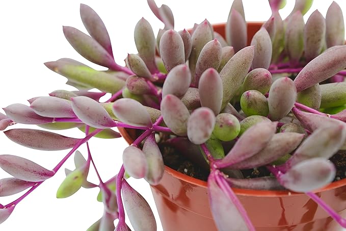 Live Succulent 4" Othonna Capensis Ruby Necklace, Succulents Plants Live, Succulent Plants Fully Rooted, House Plant for Home Office Decoration, DIY Projects, Party Favor Gift by The Succulent Cult