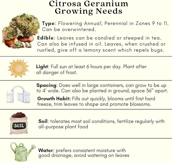 Clovers Garden Citronella Plants – Two (2) Live Plants – Non-GMO - Not Seeds - Each 4" to 8" Tall – in 4" Inch Pots - Citrosa Geranium Plant, Mosquito Repellent, Blooming, Edible