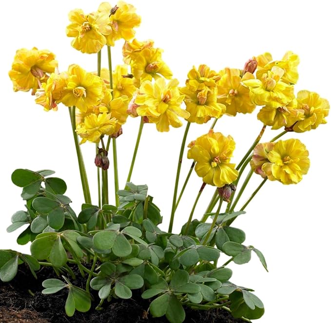 Easy to Grow Oxalis 'Double Trouble' Plant Bulbs (10 Pack) - Double Yellow Flowering Blooms in Summer Gardens