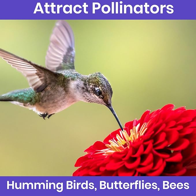 NatureZ Edge Zinnia Seeds for 2025 Planting Outdoors, Over 16,500 Flower Seeds, 1/4 lb, Non GMO Made in USA, Bulk Semillas De Flores para Sembrar, California Giants, Easy to Grow Zinnia Seed Mix