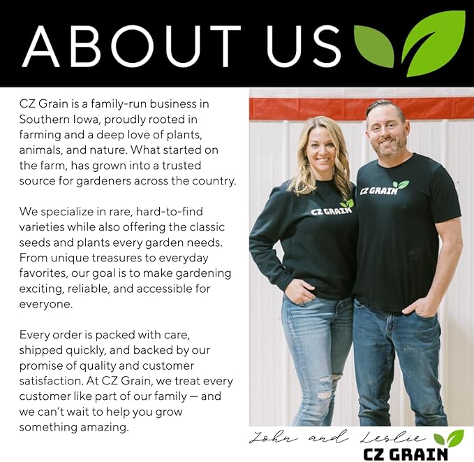 Chinese Wisteria Bonsai Tree Seedling for Planting - 1 Year Old Well Rooted Seedling