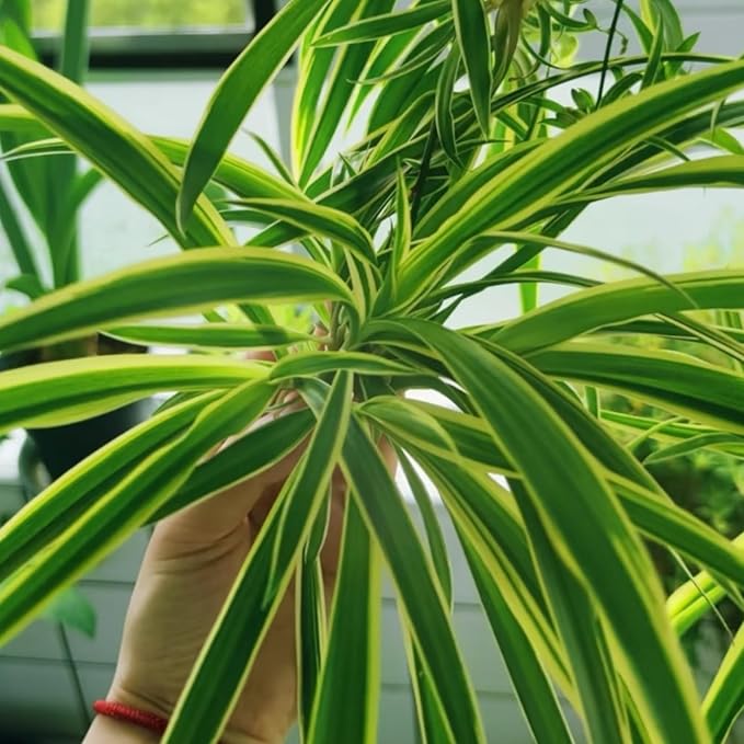 2 Reverse Variegated Spider Plant Cuttings – Fast-Growing Indoor Houseplants, Air-Purifying Hanging Basket Greenery