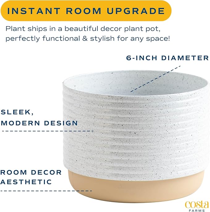 Costa Farms Parlor Palm, Neanthebella Tropical Live Plant, Easy to Grow Palm Houseplant Potted in Décor Plant Pot, Unique Plant Lover Gift, Living Room Home and Office Décor, 1 Foot Tall