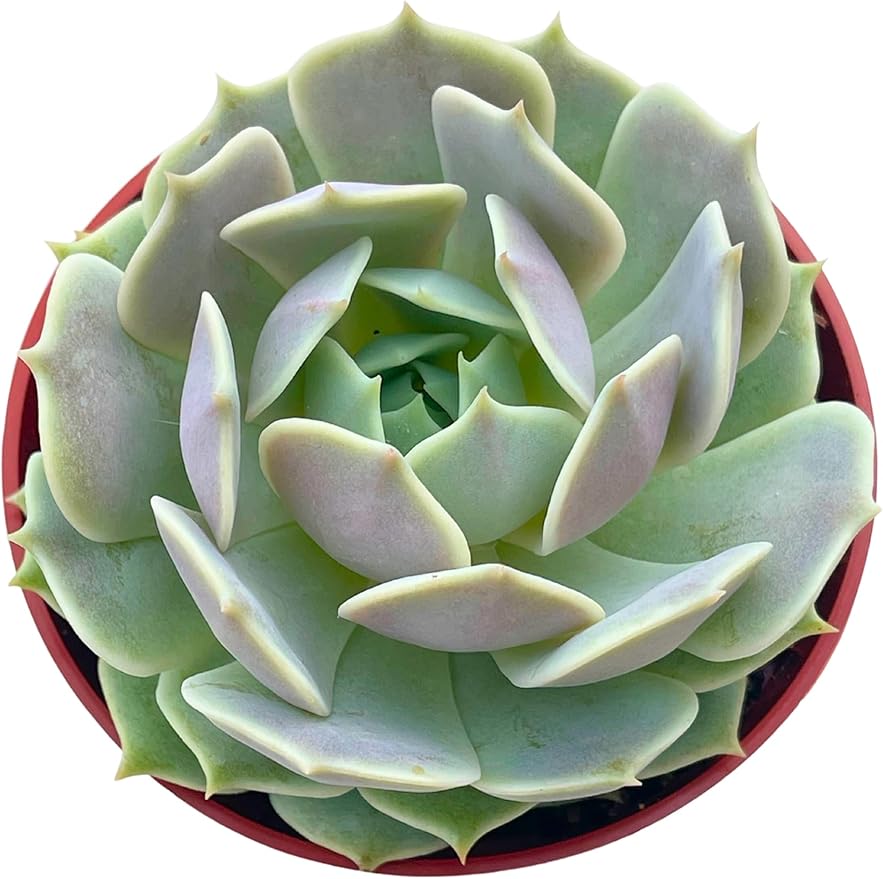 Live Succulent 4" Echeveria Lola, Succulents Plants Live Fully Rooted House Plant for Home Office Decoration, DIY Projects by The Succulent Cult…