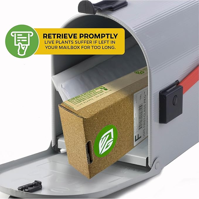 Coratina Olive Tree - Olea Europaea by Wellspring Gardens - Italian Olive, Cross-Pollination, Drought-Resistant, Gourmet Cooking Ingredient, Landscape Ornamental - Starter Plant