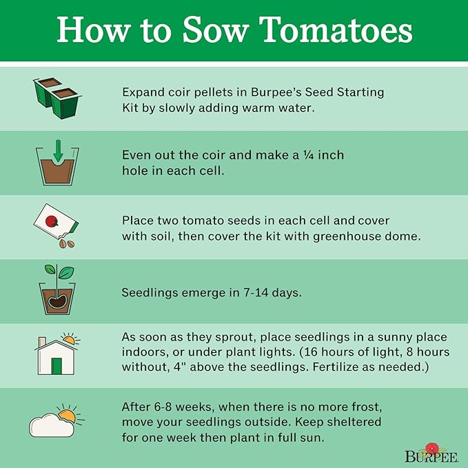 Burpee 'Polish Linguisa', Large Red Sauce & Paste Tomato, 30 Non-GMO Seeds