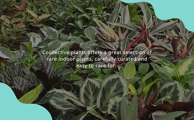 CoollectivePlants Monstera Swiss Cheese – Live Monstera Plant in 4″ Grower’s Pot, Easy Care Indoor House Plants Live and Low Maintenance Indoor Plant