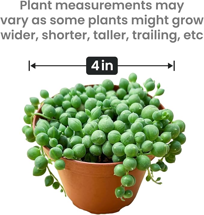 String of Pearls (4-inch), Succulents Plants Live, Succulent Plants Fully Rooted in Pots with Soil, Easy-Care House Plant for DIY, Home Office Decor, Wedding Party Favor