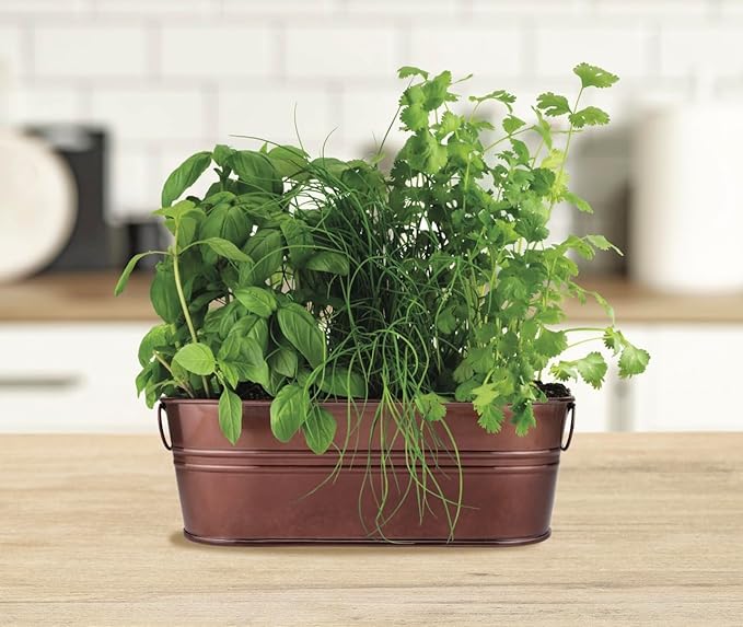 BUZZY Organic Windowsill Grow Kit, Copper Culinary Garden: Basil, Cilantro, and Chives, Best Gardening Gifts, Parties, Unique, Growth Guaranteed, Herb Starter Kit, Seed Kit, Grow Your Own Herbs