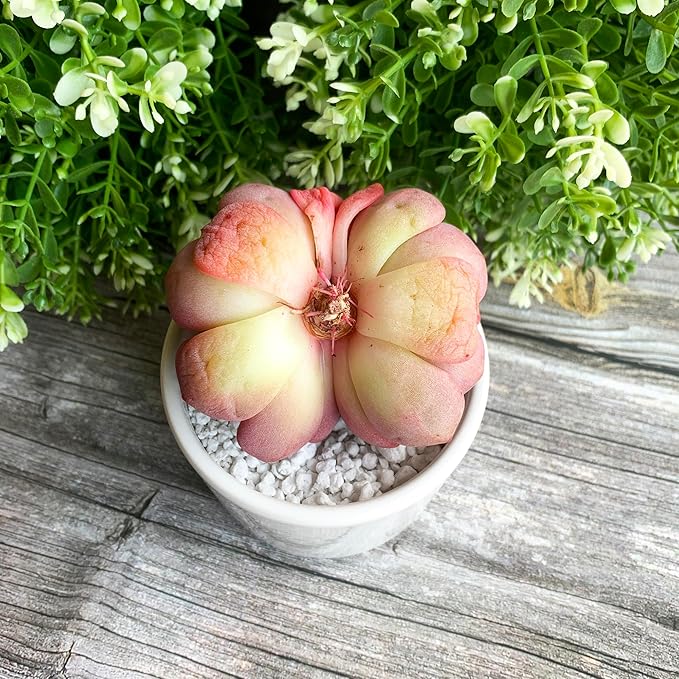 Generic Echeveria Ariel Rare Live Succulent Plants, 2 Heads 3"" Red, Bare Root Without Pot & Soil, 1/3/7 Pcs, Garden Indoor Office Desk Baby Shower Decoration, Friend Plant Lovers Gifts