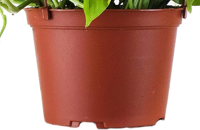 Shop Succulents | Vining Collection | Hand Selected, Air Purifying Easy Care Live Indoor/Outdoor Pothos Devil's Ivy House Plant