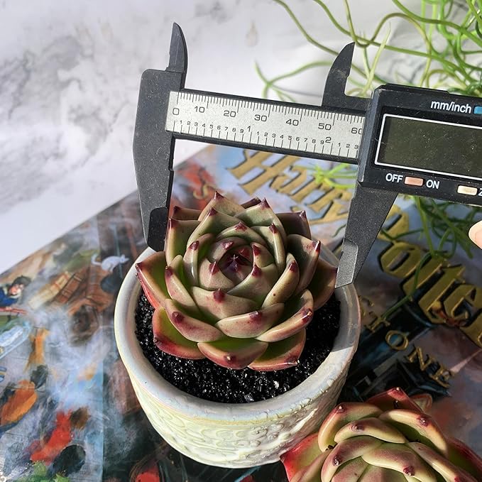 Echeveria Agavoides Blue Dragon Rare Live Succulent Plants, 1 Head 2.5" Bare Root Without Pot & Soil, Garden Indoor Office Desk Baby Shower Decoration, Friend Plant Lovers Gifts